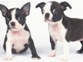 Spel Mooie puppyglijbaan  online