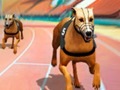 Spel Crazy Dog Racing Fever  online