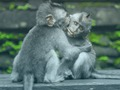 Spel Chimpansee Jigsaw  online