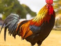 Spel Binnenlandse vogels puzzel  online