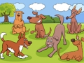 Spel Dieren verschillen  online