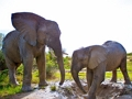 Spel Olifanten puzzel  online