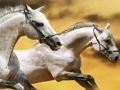 Spel Running Horse glijbaan  online