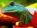 Spel Chinese waterdragon Jigsaw online