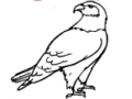 Spel Eagle kleurboek  online