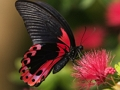 Spel Nature Jigsaw Puzzle Butterfly online