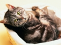 Spel Grappige katten- en hondenpuzzel  online