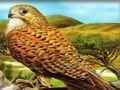 Spel Vogels van roofpuzzel online
