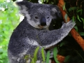 Spel Schattige baby koala  online