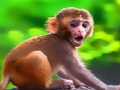 Spel Grappige baby-aap  online