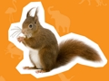 Spel Dierenhuis  online