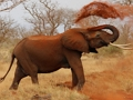 Spel Dieren Jigsaw Puzzle - Olifanten  online