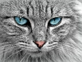 Spel Cat Eye's Jigsaw online