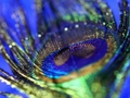 Spel Peacock Feather Jigsaw online