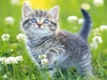 Spel Kittens puzzel  online