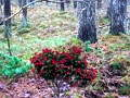 Spel Bernati Forest Adventure online