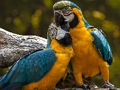 Spel Papegaai puzzel  online