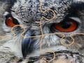 Spel Wilde uil Legpuzzel  online