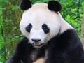 Spel Dieren Puzzel  online