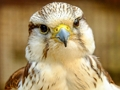 Spel Giervalk puzzel  online