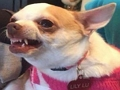 Spel Welke memehond ben jij?  online
