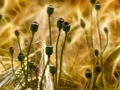 Spel Papaver puzzel  online