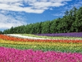 Spel Kleurrijke bloementuin puzzel  online