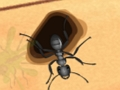 Spel Smash de mieren  online