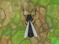 Spel Antwar. io  online