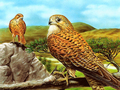 Spel Roofvogelglijbaan  online
