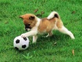 Spel Speelse puppy buitenpuzzel  online