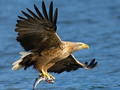 Spel Vliegende vogels glijbaan  online