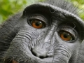 Spel Jigsaw -meester online