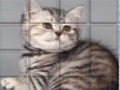 Spel Picpu -kat online