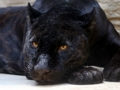 Spel Legpuzzel Black Panther  online