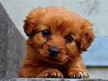 Spel Puppypuzzel  online