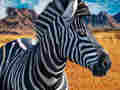 Spel Zebra jager  online