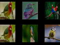 Spel Onthoud de vogels  online