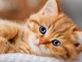 Spel Kittens Legpuzzel Collectie  online