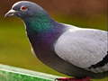 Spel Duif Legpuzzel  online