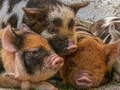 Spel Knorretje Piggy-puzzel  online