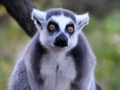 Spel Dieren puzzelspel  online