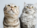 Spel Leuke katten legpuzzel  online