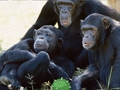 Spel Grappige Chimpansee Jungle Escape  online
