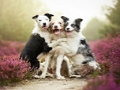 Spel Draai puzzel  online
