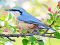 Spel Verborgen Plekken Vogels  online