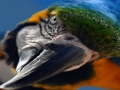 Spel Vogel puzzel  online