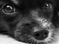 Spel Honden puzzel  online