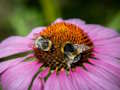 Spel Paarse zonnehoed puzzel  online