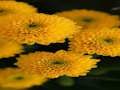 Spel Chrysanten puzzel  online